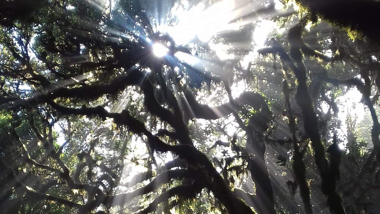 Forest in La Gomera