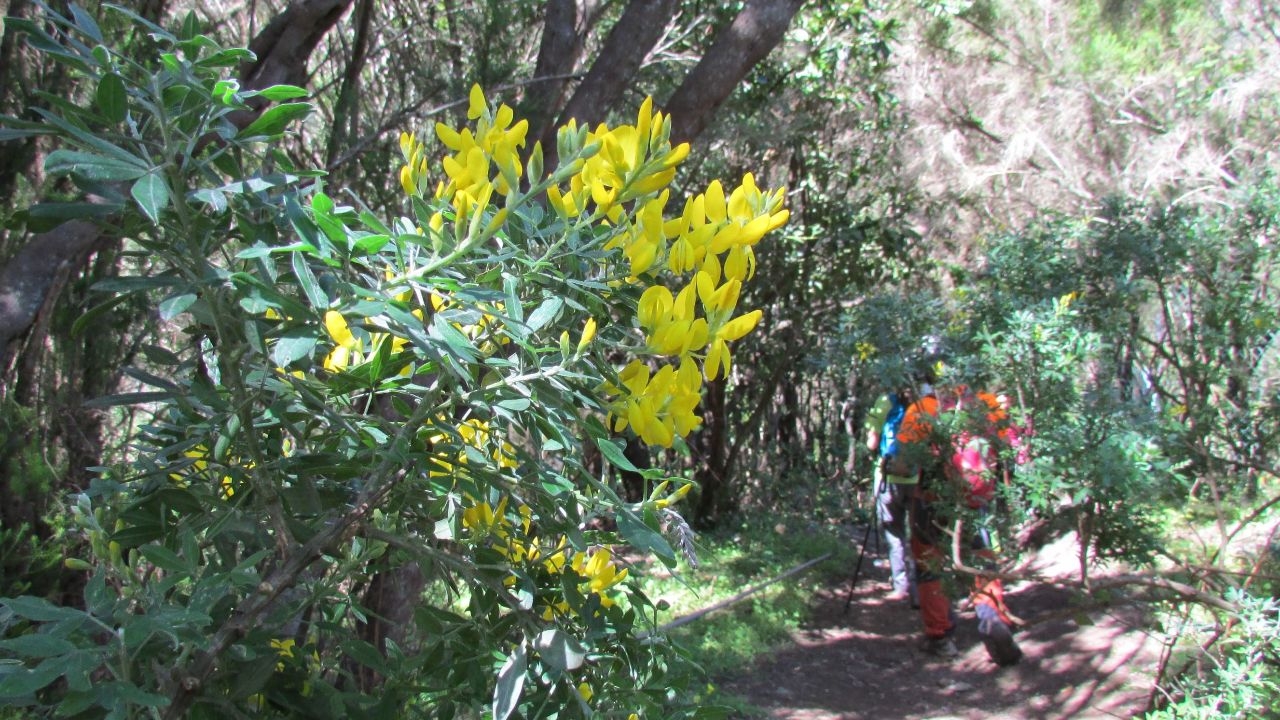 Nature and flora in La Gomera