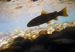 Imagen de Ruta senderista del centro de reproducción de salmónidos