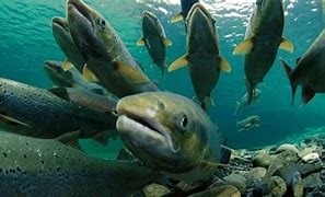 Imagen de Ruta senderista del centro de reproducción de salmónidos