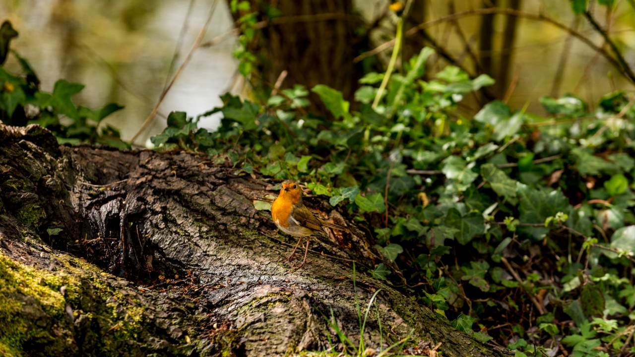 Orange bird perched on branch