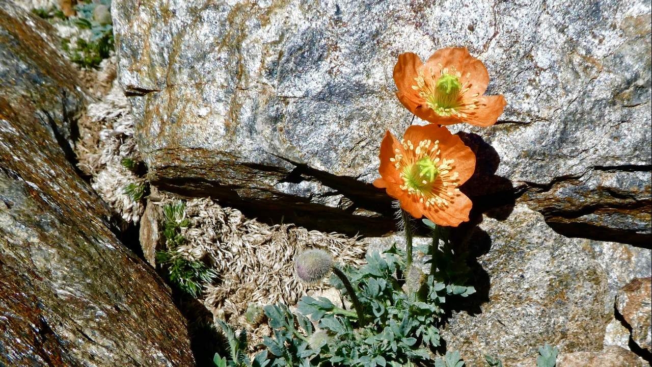 flower coming out of the rocks