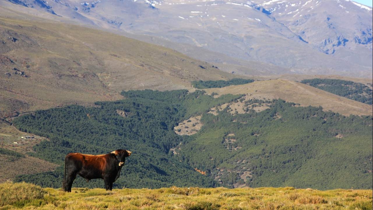 Vaca con paisaje de montaña