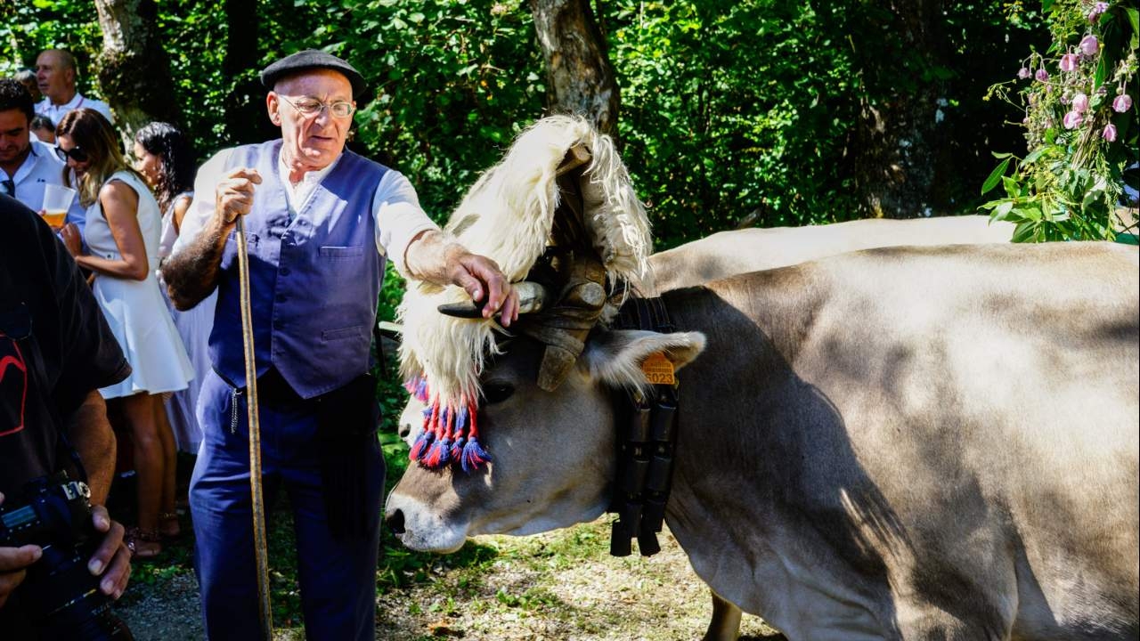 tradition with an elderly person and a cow