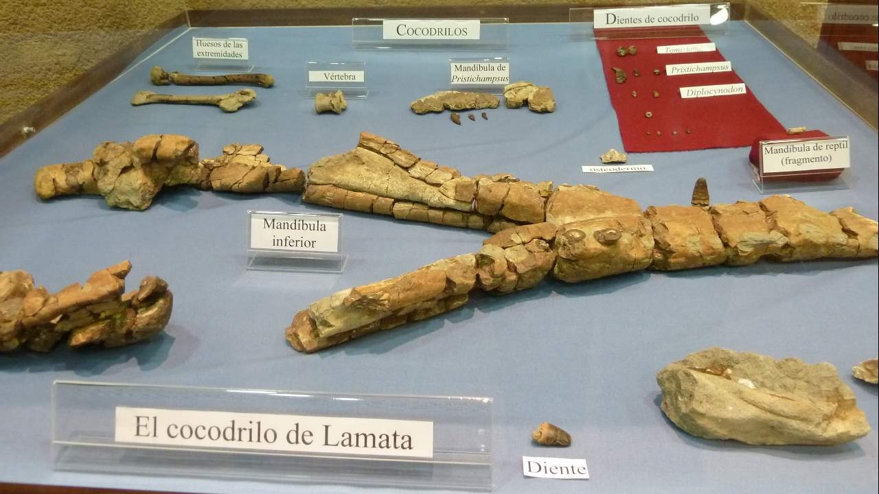 Colección fósiles del Eoceno. Delta de Sobrarbe. 