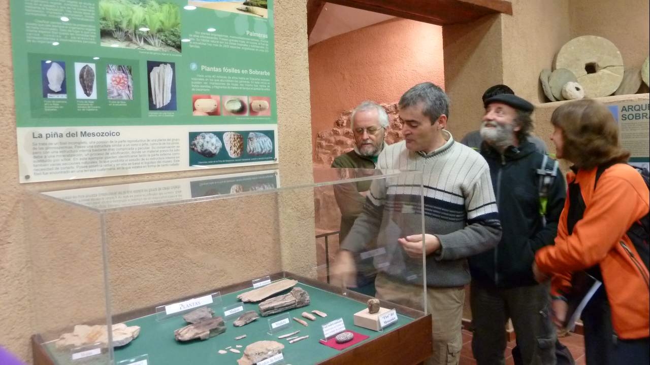 Colección fósiles del Eoceno. Delta de Sobrarbe. 
