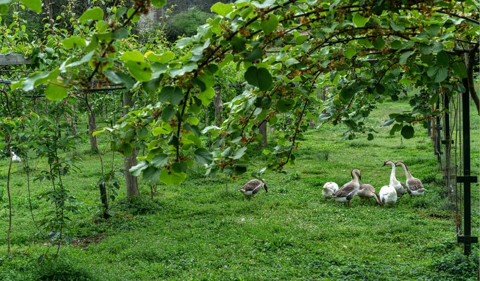  Ocas en Finca TerrAmor