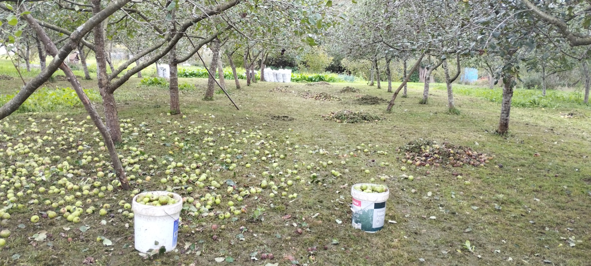  Field with various fruits and trees