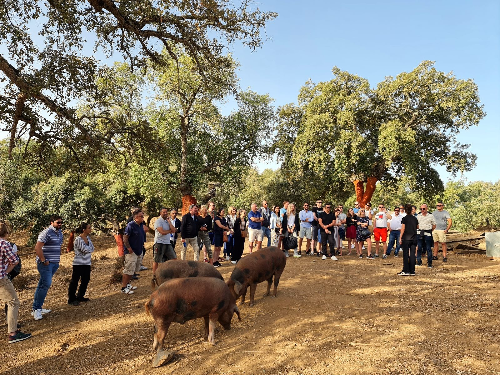  Group of tourists in the pasture with the pigs.