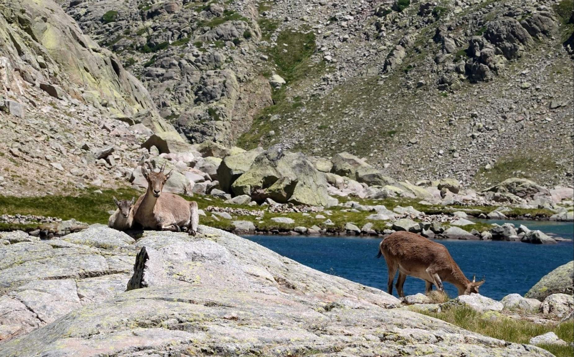Several deer in one of the lakes of the mountain range