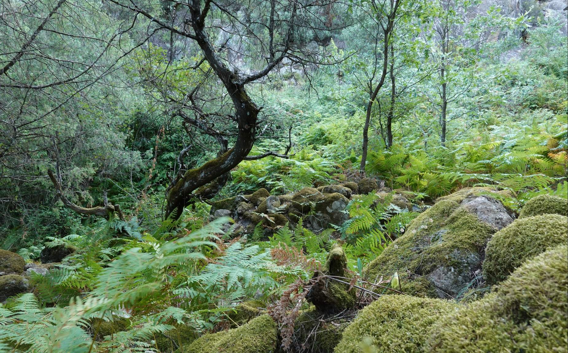 Inside a forest among the vegetation
