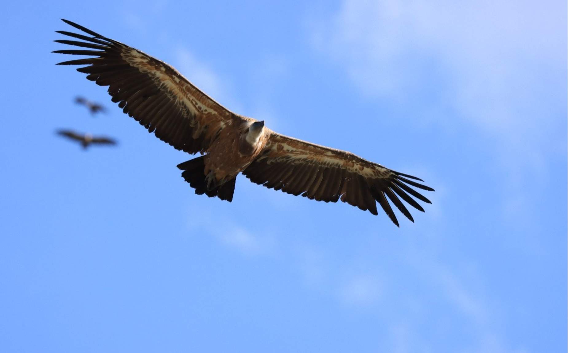 Griffon vulture flying through the sky.