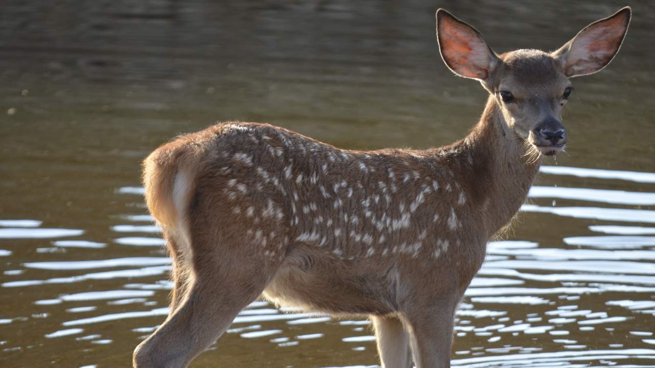 Deer in Trasierra Tierras de Granadilla