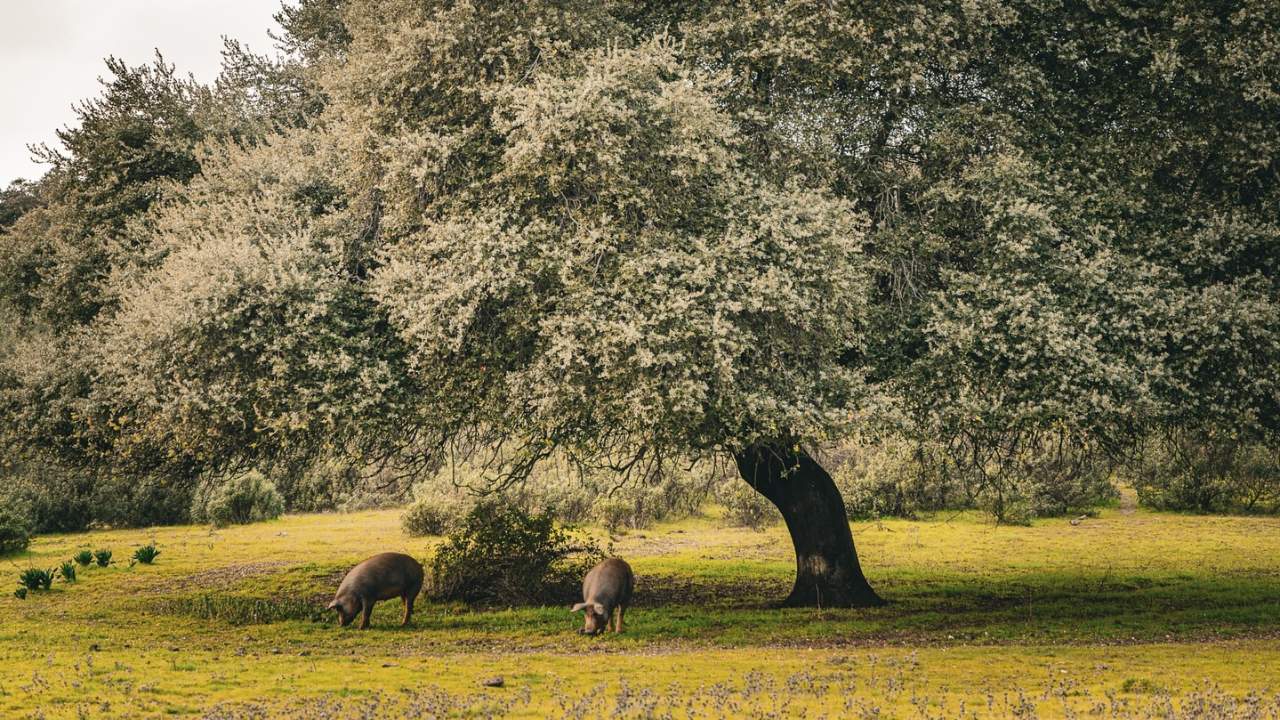 Iberian Pigs in the Dehesas de Trasierra Tierras de Granadilla