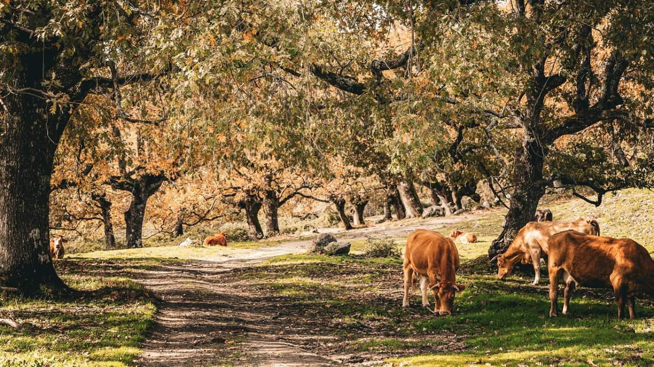 Cows in the pasturelands of Trasierra Tierras de Granadilla
