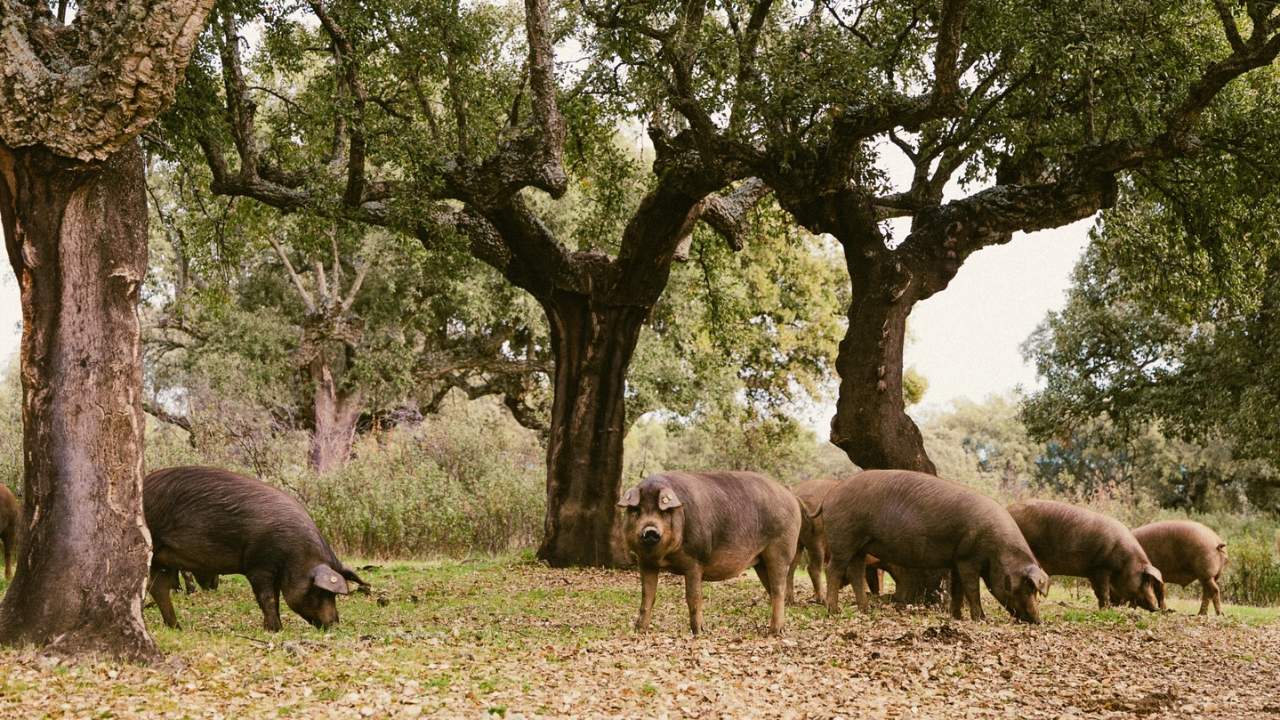 Iberian pork in Tierras de Granadilla