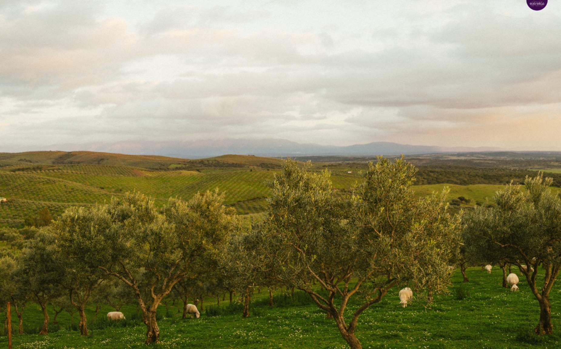 Olive trees and sheep in Granadilla