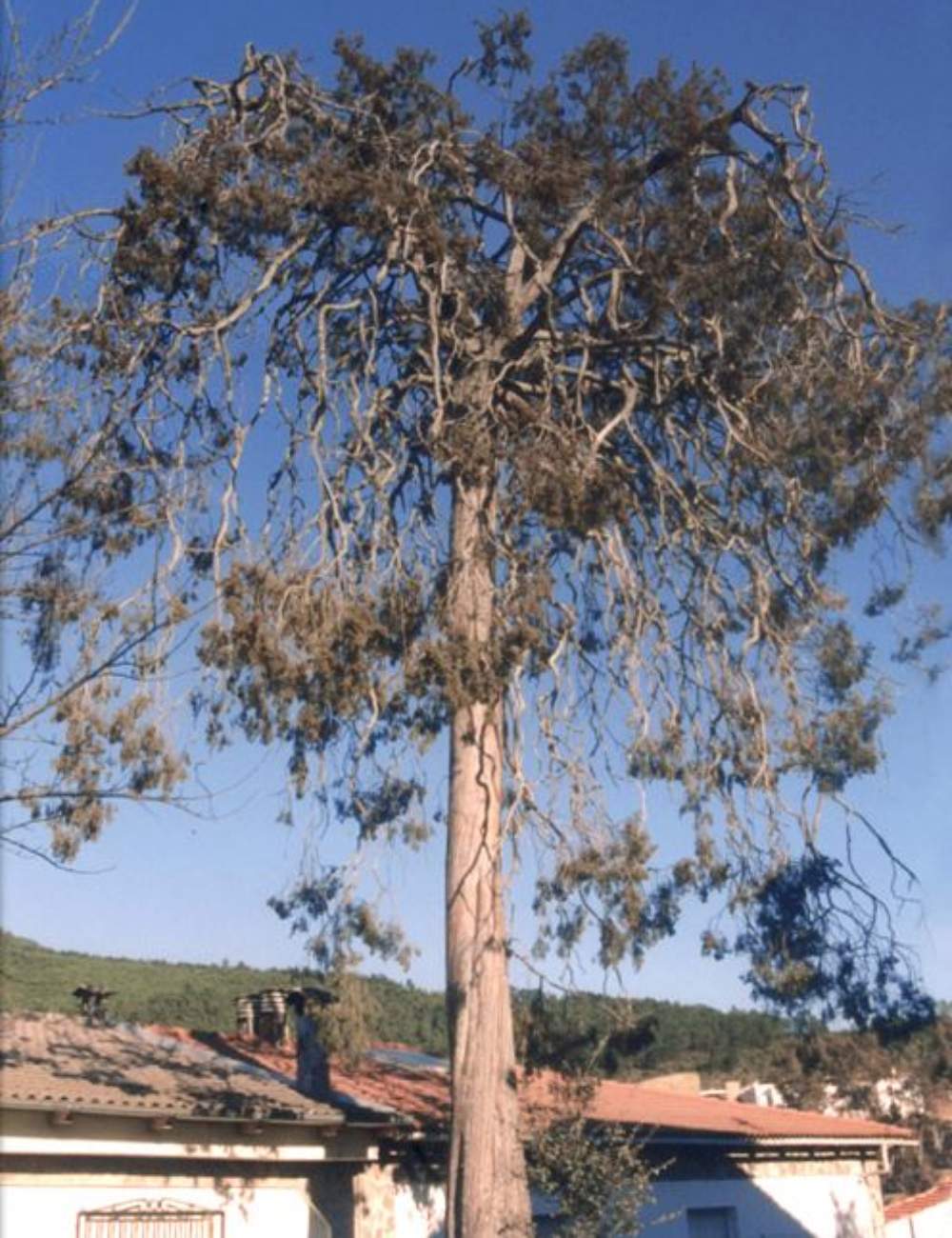 Enebro de las Mestas 