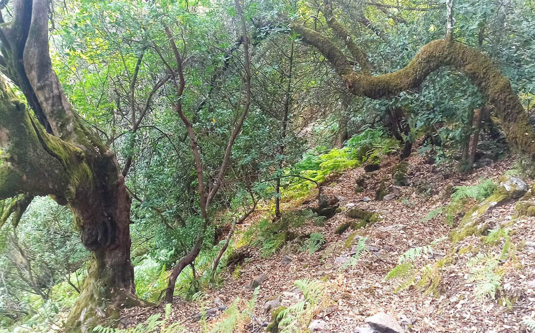 Madro&ntilde;era de Guijarro Blanco en Extremadura