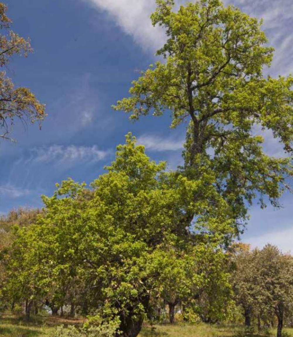 &Aacute;rbol singular Quejigos del Chorrero en Salvale&oacute;n, Badajoz