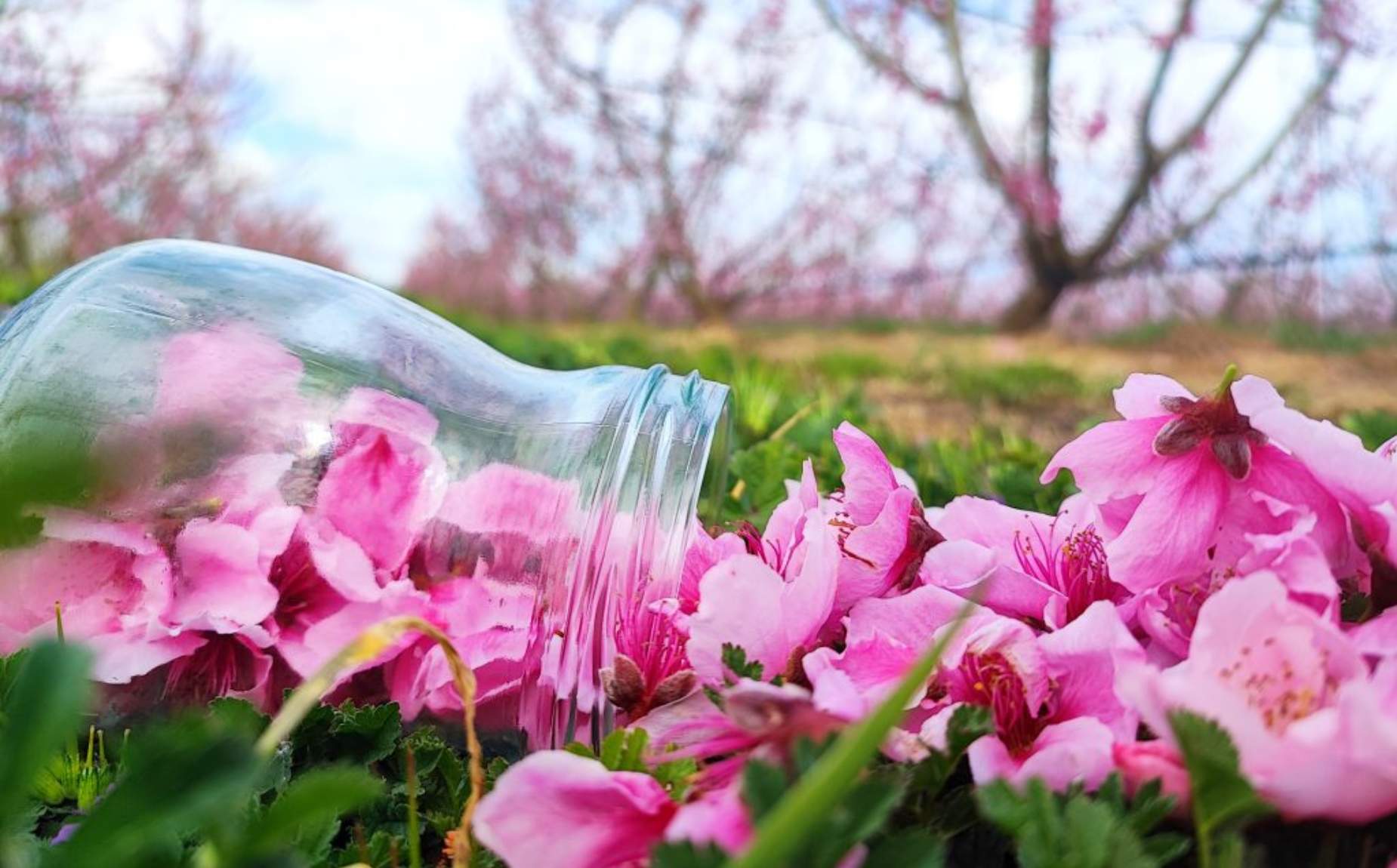 Valdelacalzada en Flor