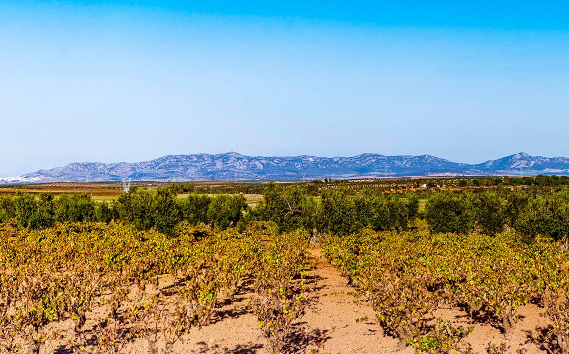 Red de Miradores del Vi&ntilde;edo y el Olivar