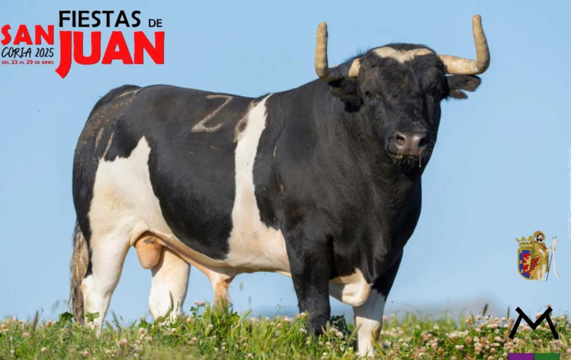 Los toros de San Juan en Coria 