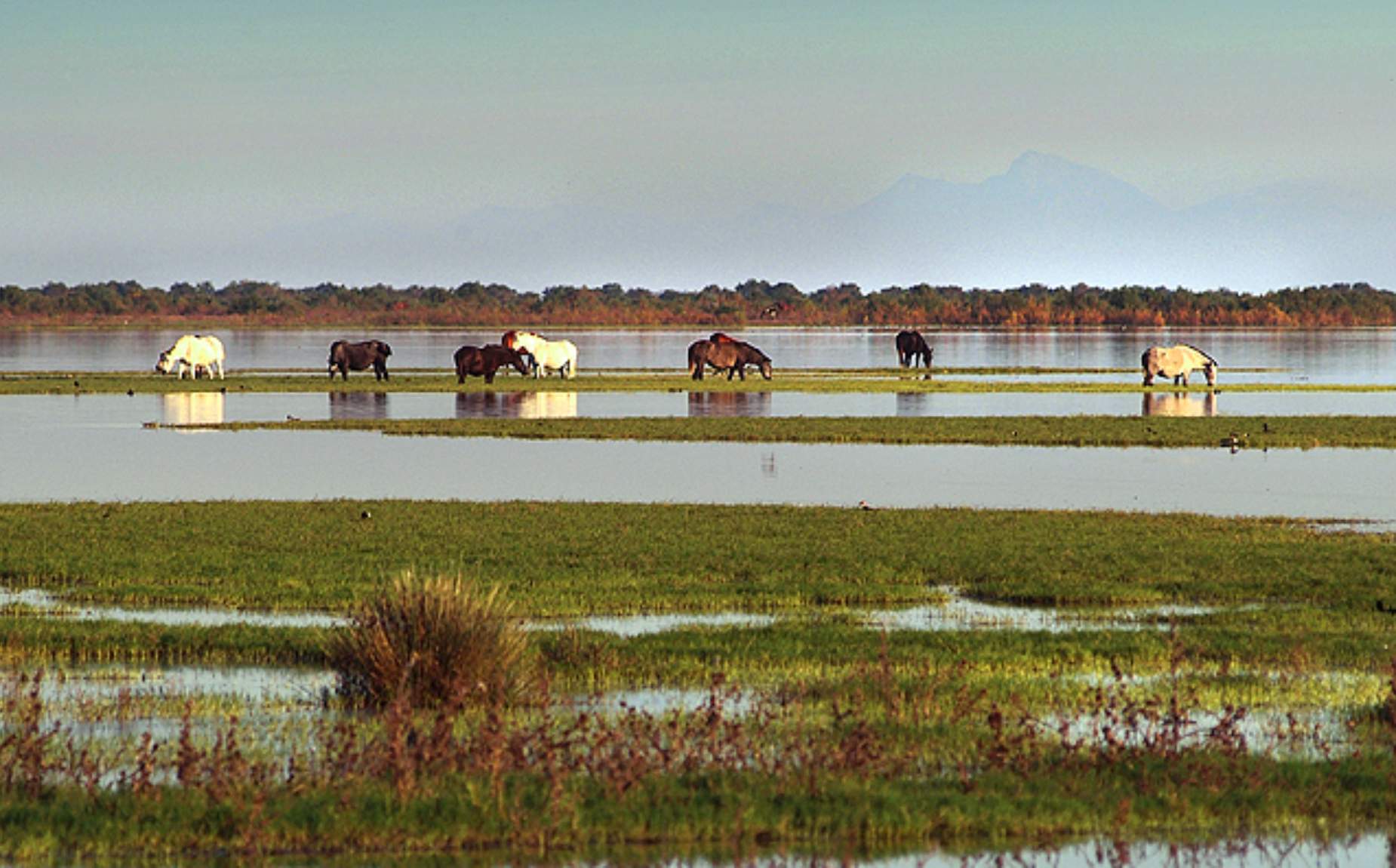 Fundaci&oacute;n Do&ntilde;ana 21