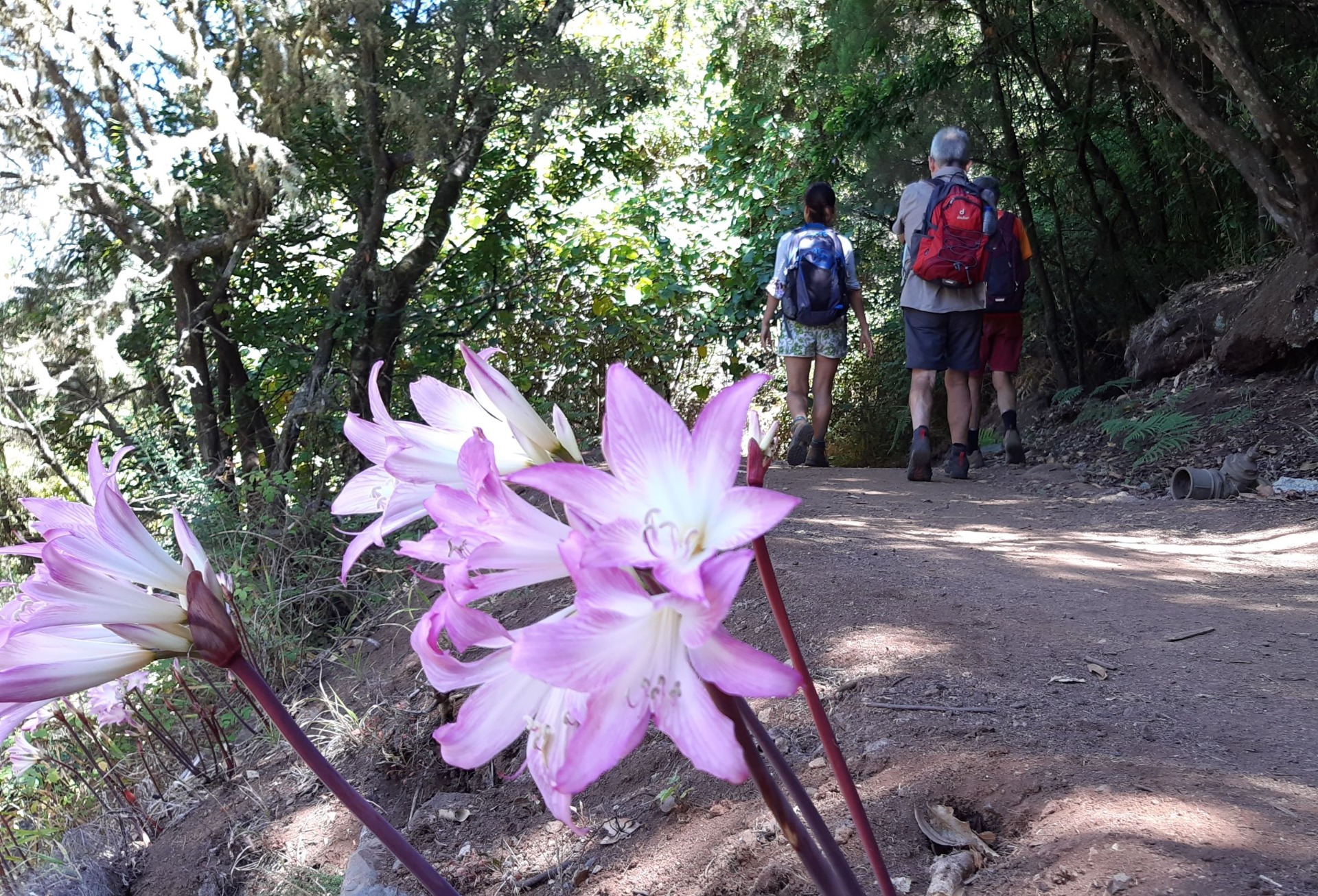  una flor en primer plano y varios turistas caminando de fondo por un sendero
