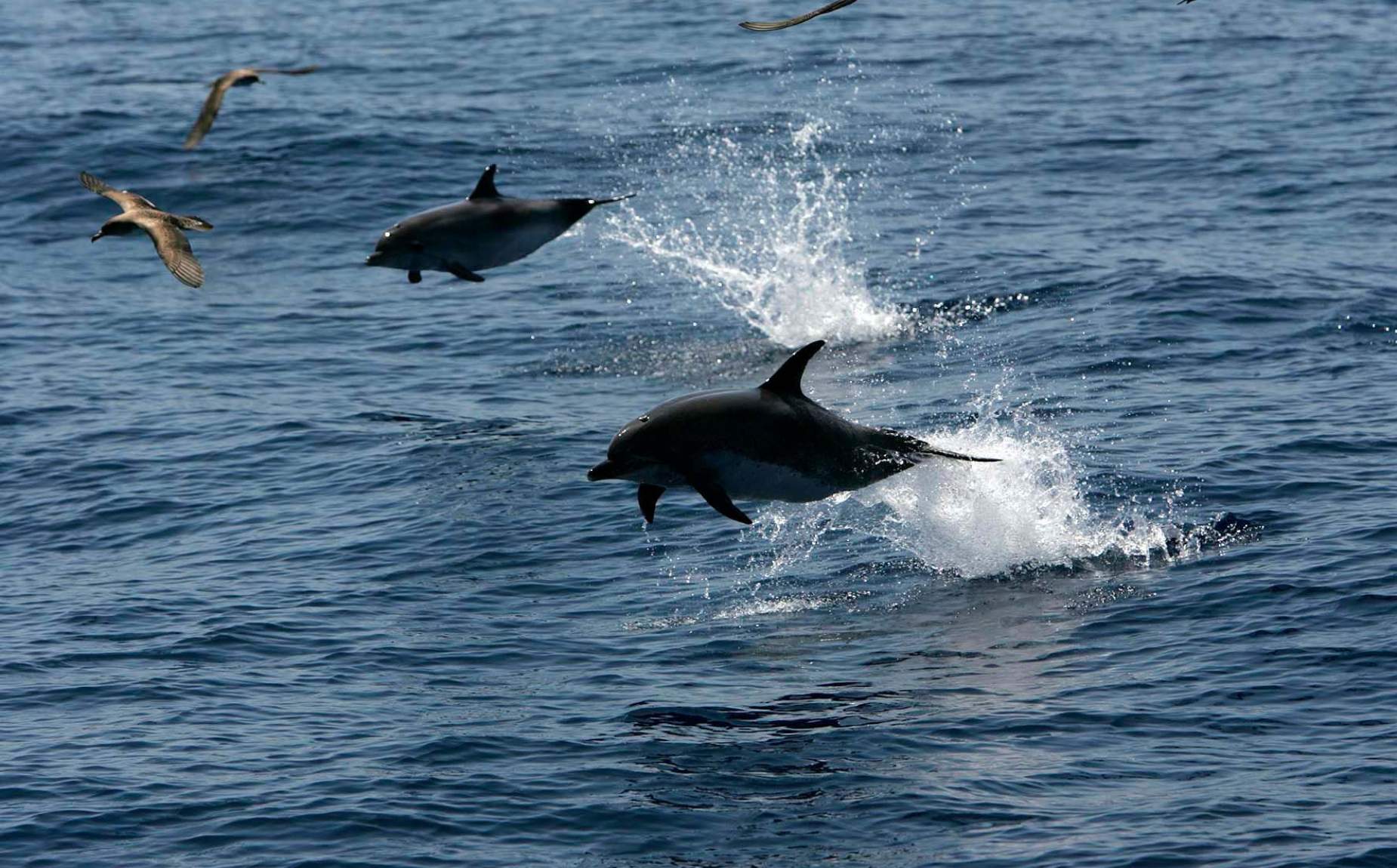 Delfines navegando por el mar. Saltando por encima de las aguas.