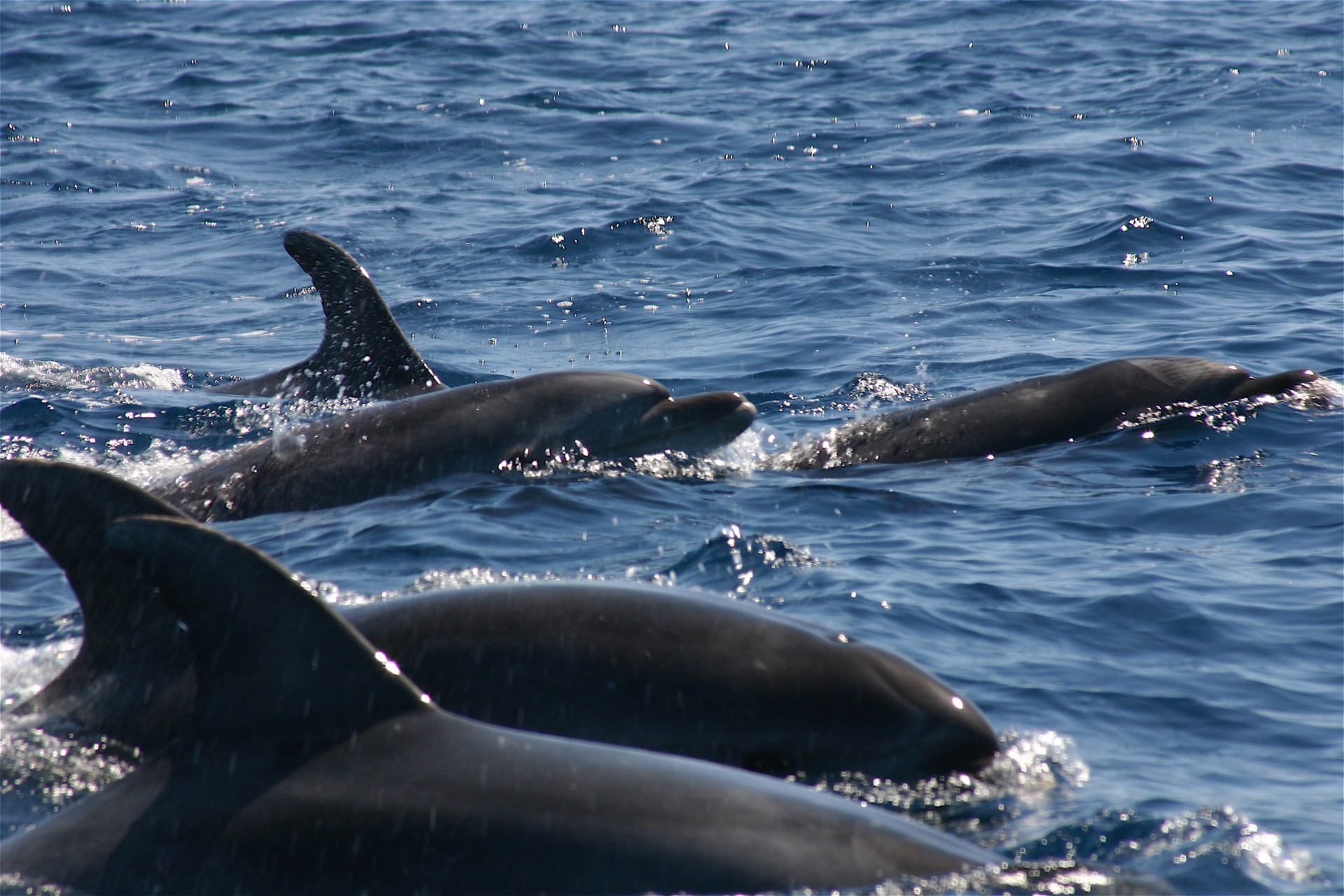  Varios delfines nadando en el mar