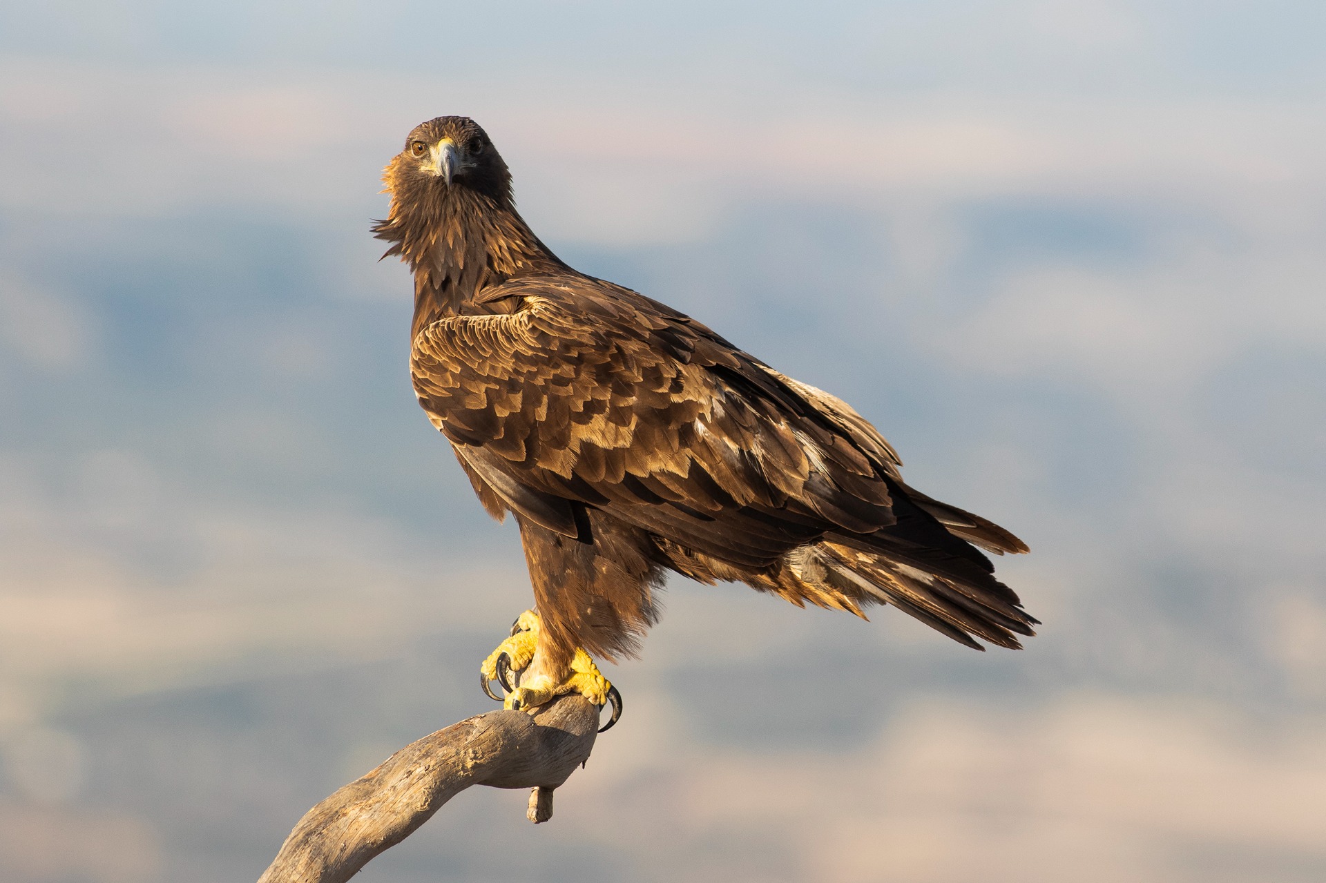 Aguila en primer plano con paisaje de fondo