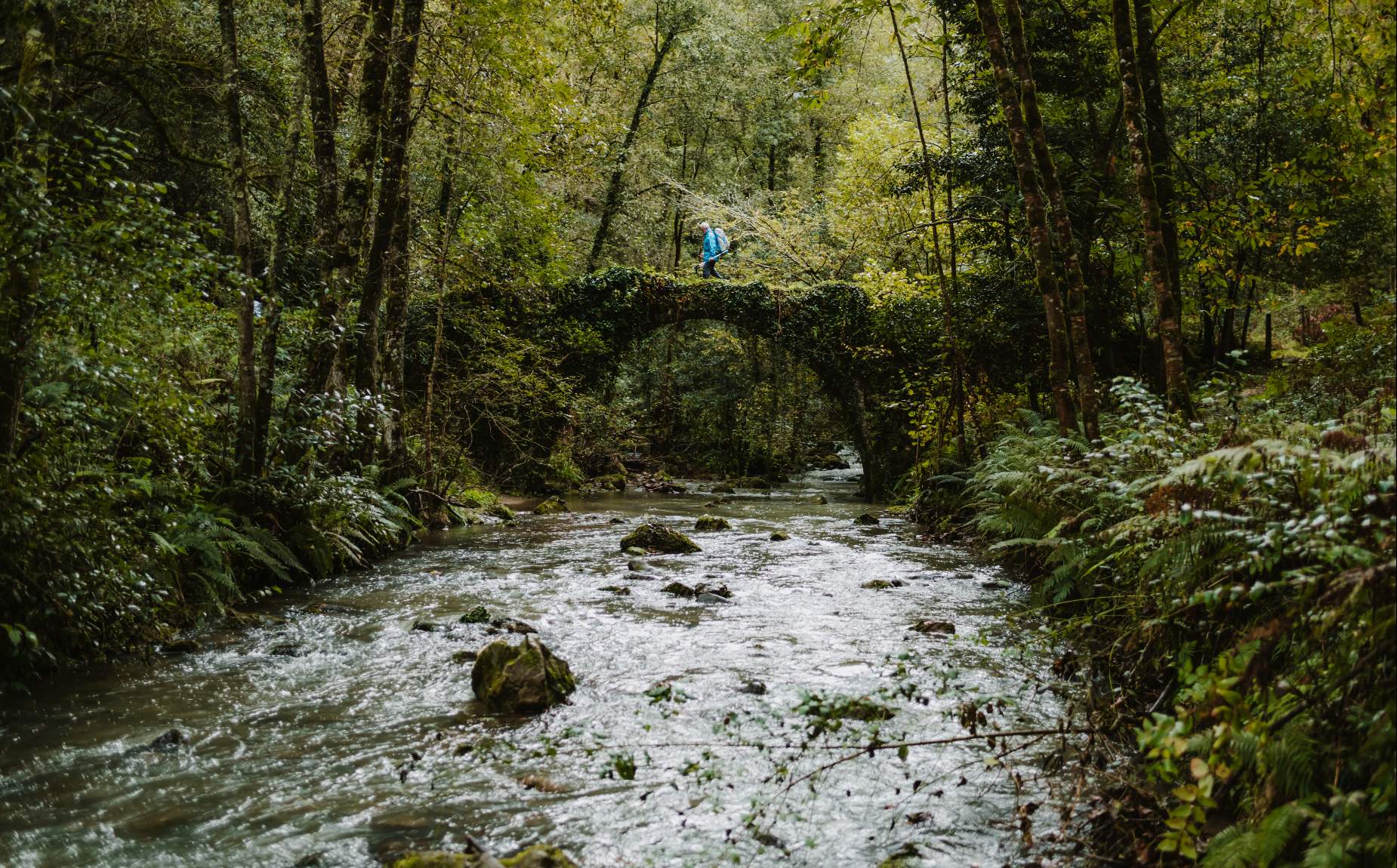 Turista caminando sobre un puente en el bosque por encima de un r&iacute;o