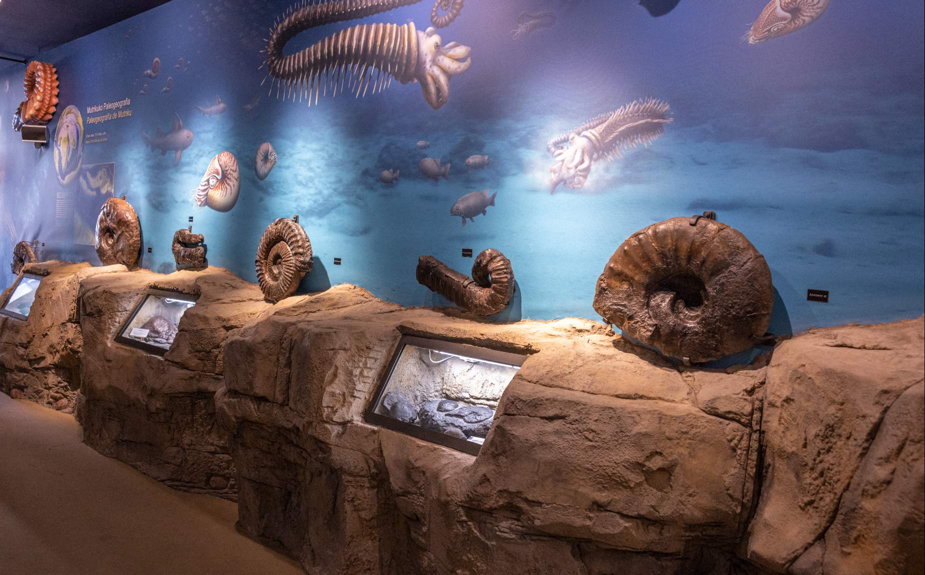 Museo por dentro de fósiles