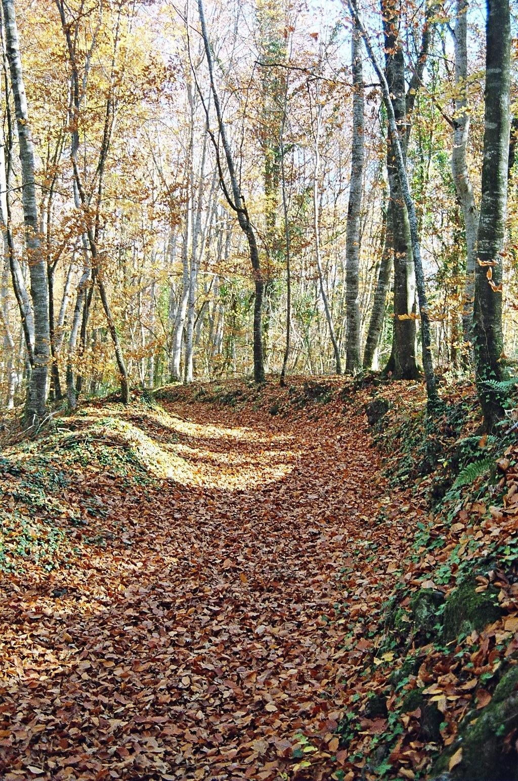 Paisaje otonal en un bosque con hojas marrones en el suelo