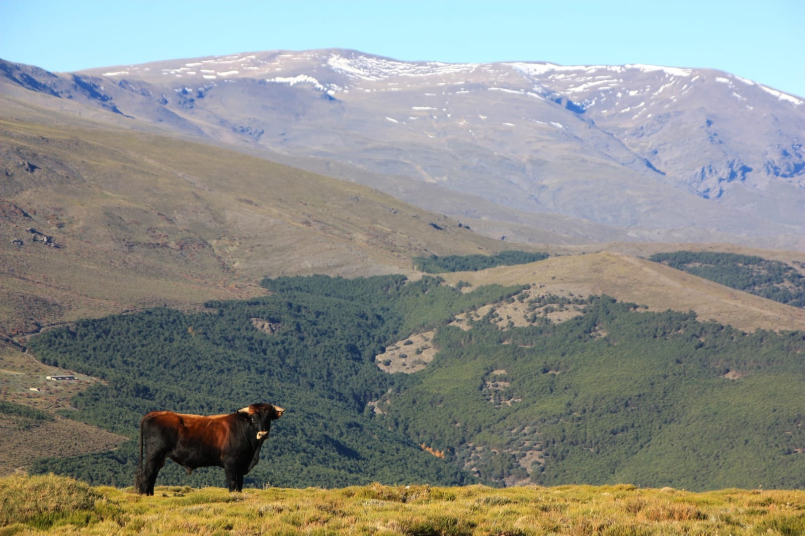  Toro con un paisaje de montanas en el fondo