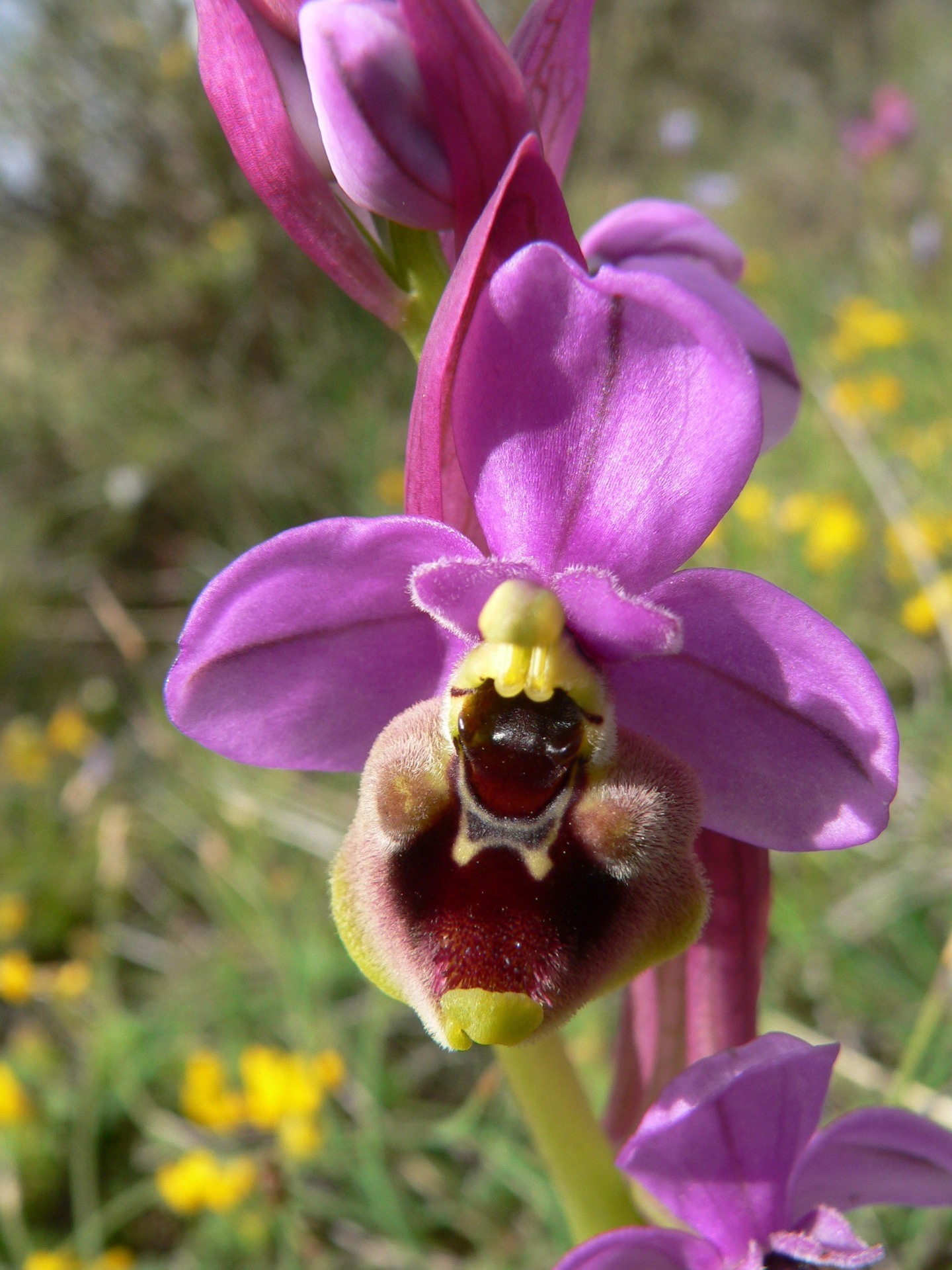  flor de orquidea en el campo