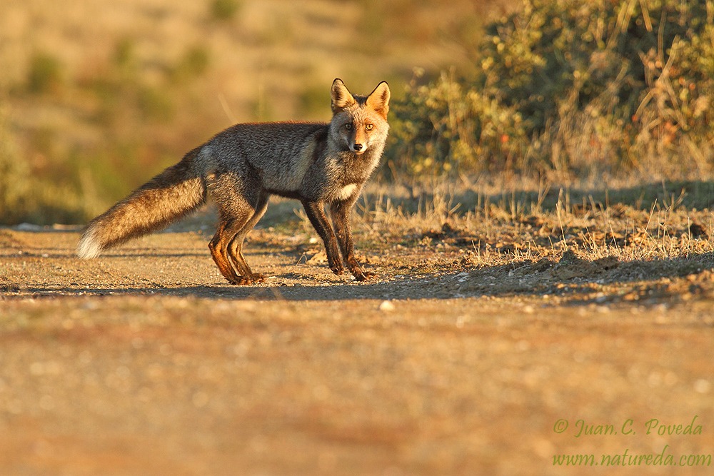 Photograph of a fox in the middle of the field