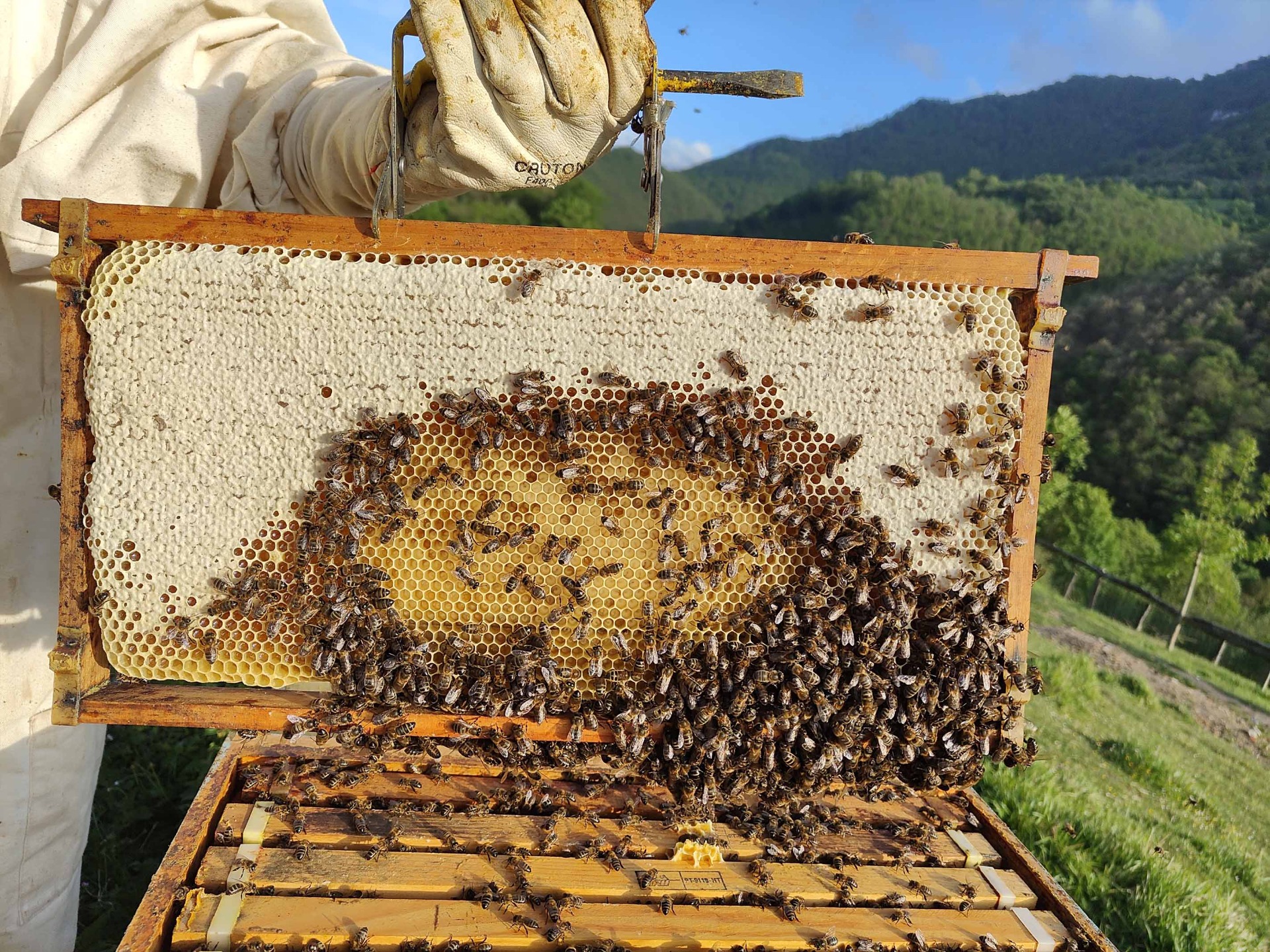  Apicultor cogiendo una colmena con varias abejas