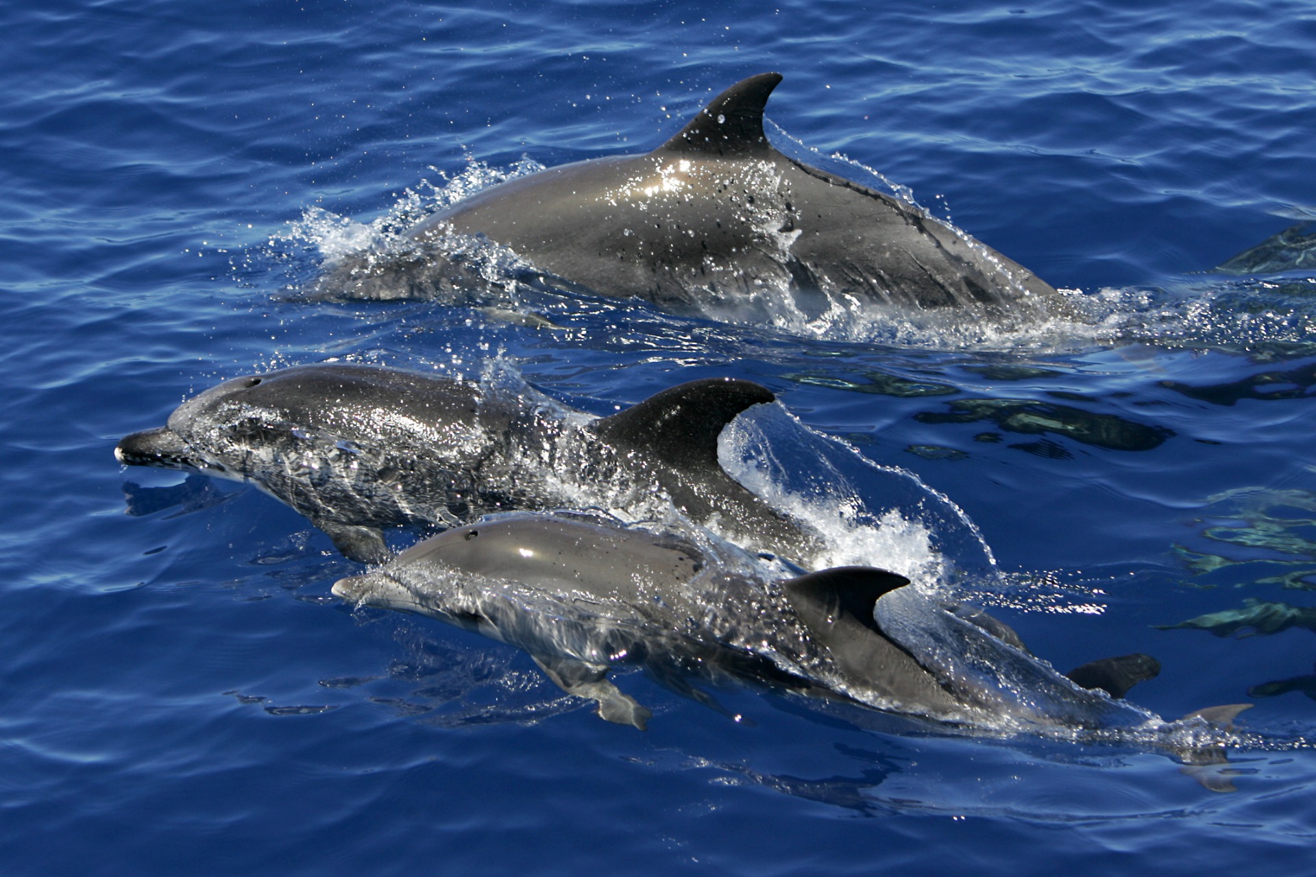  several dolphins swimming