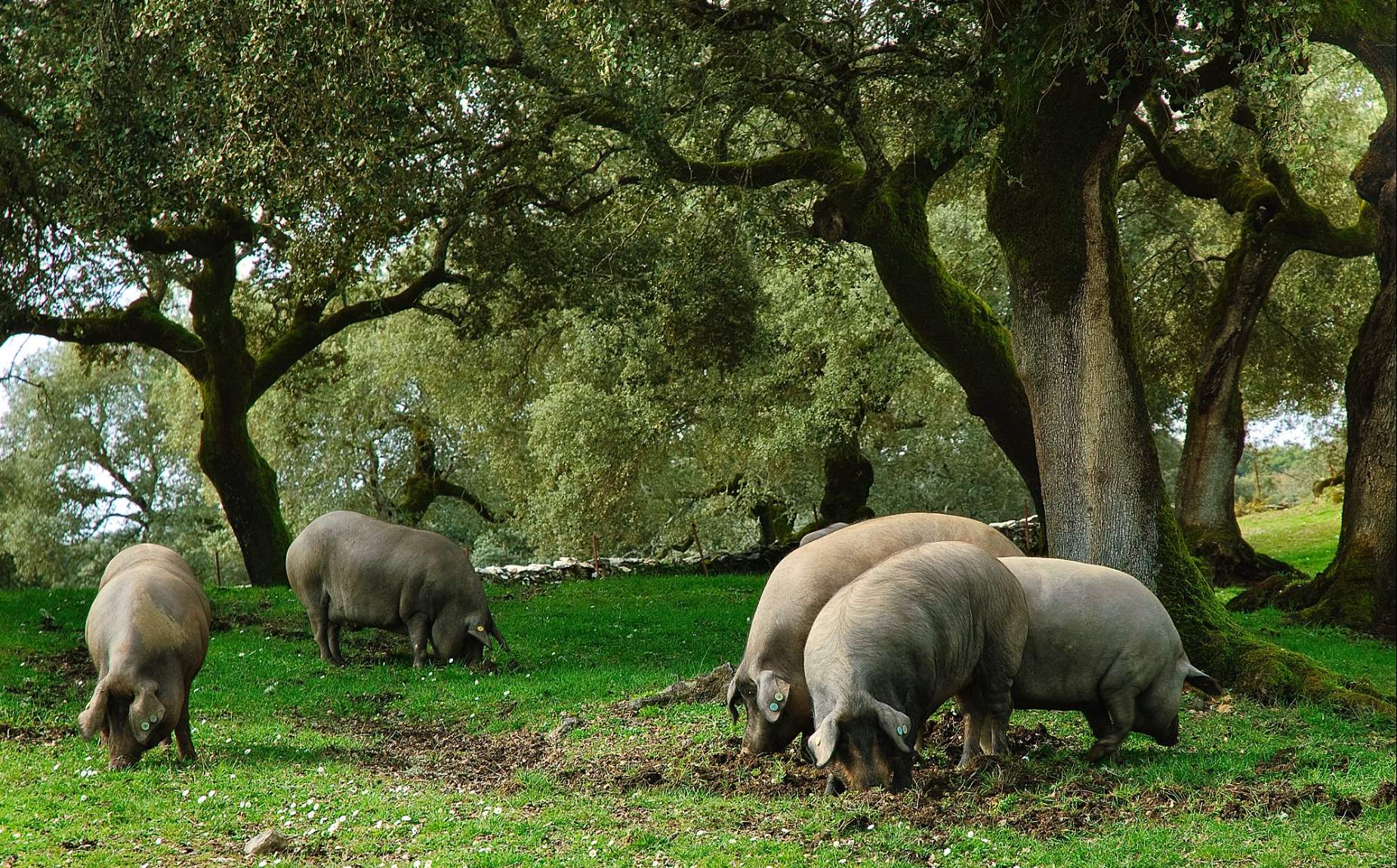 pigs eating among trees